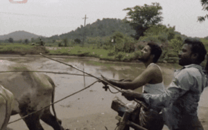 Hai nông dân thực hiện 'Thử thách Kiki' khi kéo cày gây sốt cộng đồng mạng