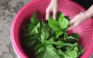 Cháo ấu tẩu và lá ngón xào tỏi - 2 đặc sản có độc của vùng cao và chuyện thú vị đằng sau