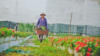 Hoa Tết khoe sắc trên những cánh đồng lớn nhất Sài Gòn