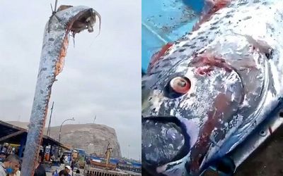 Cá dự báo động đất 'khổng lồ' xuất hiện tại bờ biển Mexico: 'Điềm xấu' từ thiên tai?
