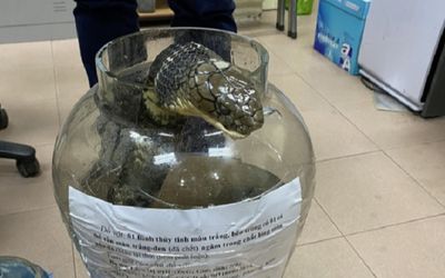 Giết rắn hổ chúa nặng gần 10 kg, người phụ nữ bị khởi tố
