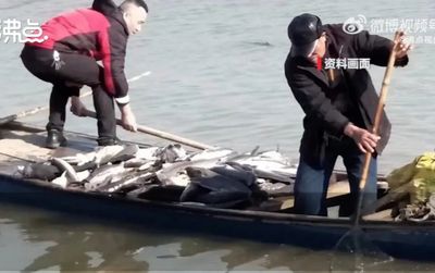 Người phụ nữ bị kiện vì phóng sinh 12 tấn cá xuống hồ để cầu may