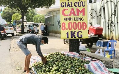 Vì sao cam sành rớt giá thảm hại, phải kêu gọi 'giải cứu'?