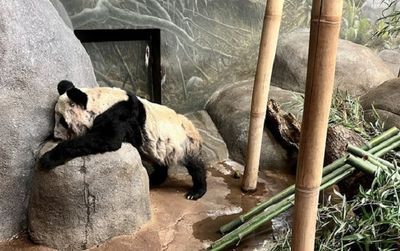 Xót xa hình ảnh 'báu vật' Trung Quốc tiều tụy, phải xin ăn trên đất Mỹ