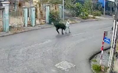 Diễn biến đau lòng vụ cụ bà bị bò 'điên' ở TP.HCM húc văng đến bất tỉnh