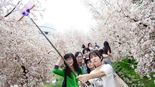 Giới trẻ thích thú tạo dáng ở vườn hoa anh đào trắng muốt giữa Sài thành