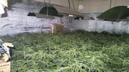 Bắt 4 thanh niên VN trồng cần sa lớn nhất tỉnh ở Nhật Bản