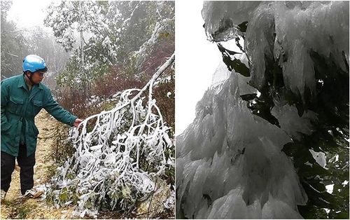 Băng giá bao phủ trắng xóa, thảm thực vật ở Mù Cang Chải bị tàn phá nặng nề