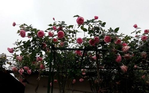 Ngỡ ngàng với ngôi nhà hoa hồng đẹp như cổ tích của ông bố trẻ ở Hưng Yên chia sẻ