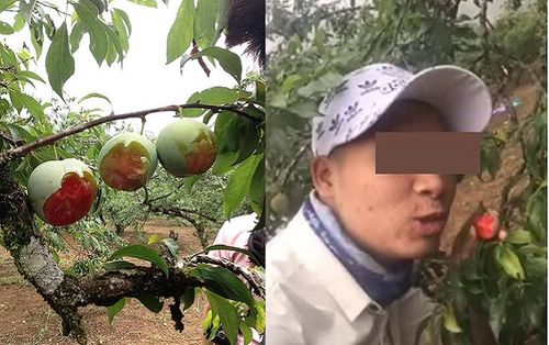 Nhóm thanh niên cắn dở vườn mận ở Mộc Châu rồi chụp hình khoe 'chiến tích' lên mạng