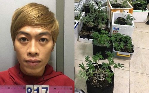 Bắt nam thanh niên trồng cần sa trong nhà trọ ở Hà Nội