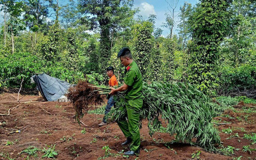 Lại phát hiện vụ trồng cần sa số lượng lớn để cho gà ăn tại Đắk Lắk