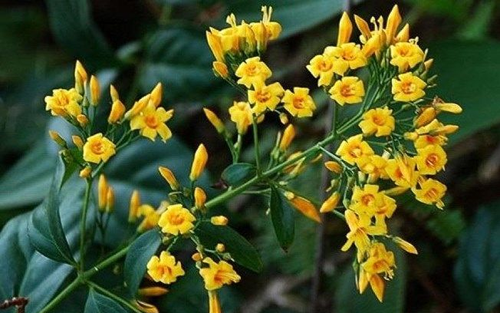 Nhầm lẫn giữa lá ngón và lá chua khiến 3 người tử vong