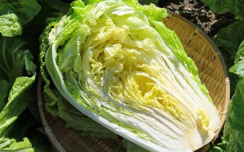 Tại sao nói 'trăm loài rau không bằng cải thảo'?
