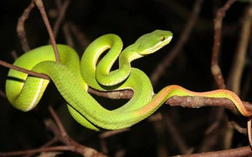 Người đàng ông bị rắn lục đuôi đỏ cắn tử vong trong lúc hái cà phê thuê