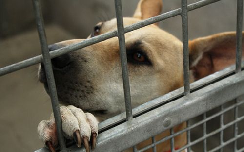 Cụ ông 70 tuổi 'xuống tay' với bạn thân vì tranh cãi đắt rẻ chuyện bán chó