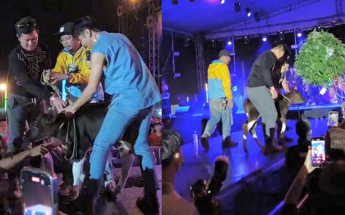 Hơn cả 'độc lạ Bình Dương': Nam ca sĩ đang hát thì được khán giả dắt nguyên con bê lên tặng